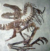 Sub-adult Gorgosaurus specimen in "death pose" at theRoyal Tyrrell Museum of Palaeontology.  